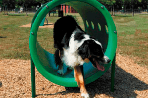 UDOG491FRONT-430×287